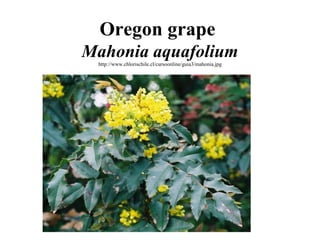 Oregon grape
Mahonia aquafolium
http://www.chlorischile.cl/cursoonline/guia3/mahonia.jpg

 