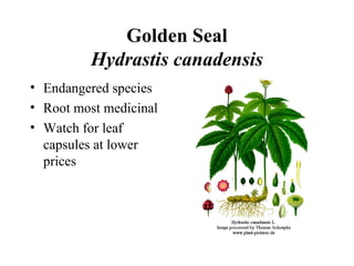 Golden Seal
Hydrastis canadensis
• Endangered species
• Root most medicinal
• Watch for leaf
capsules at lower
prices

 