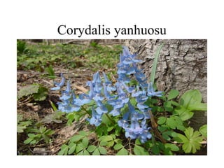 Corydalis yanhuosu

 
