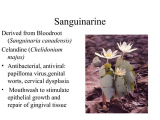 Sanguinarine
Derived from Bloodroot
(Sanguinaria canadensis)
Celandine (Chelidonium
majus)
• Antibacterial, antiviral:
papilloma virus,genital
worts, cervical dysplasia
• Mouthwash to stimulate
epithelial growth and
repair of gingival tissue

 