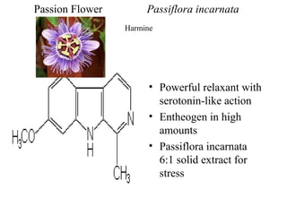 Passion Flower

Passiflora incarnata
Harmine

• Powerful relaxant with
serotonin-like action
• Entheogen in high
amounts
• Passiflora incarnata
6:1 solid extract for
stress

 
