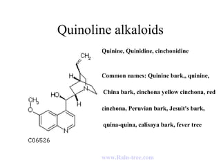 Quinoline alkaloids
Quinine, Quinidine, cinchonidine

Common names: Quinine bark,, quinine,
China bark, cinchona yellow cinchona, red
cinchona, Peruvian bark, Jesuit's bark,
quina-quina, calisaya bark, fever tree

www.Rain-tree.com

 