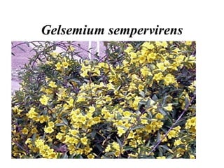 Gelsemium sempervirens

 