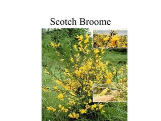 Scotch Broome

 