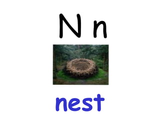 N n nest 