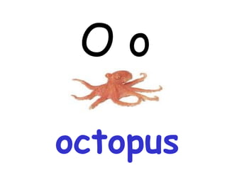 O o octopus 