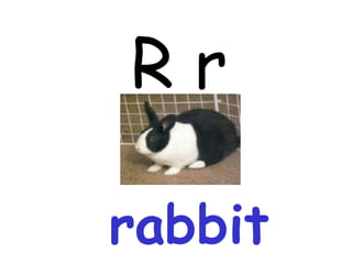 R r rabbit 
