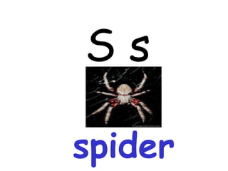 S s spider 