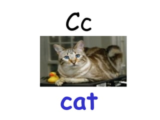 Cc cat 