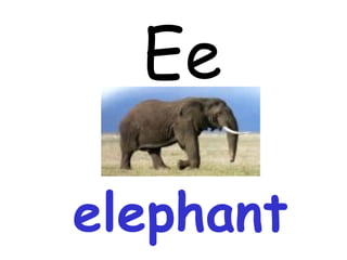 Ee elephant 