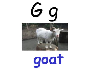 G g goat 