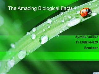 The Amazing Biological Facts
Ayesha safdar
17130814-029
Seminar
 