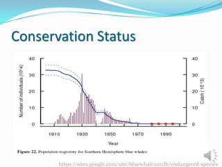 Conservation Status

https://sites.google.com/site/bluewhale2012lb/endangered-species

 