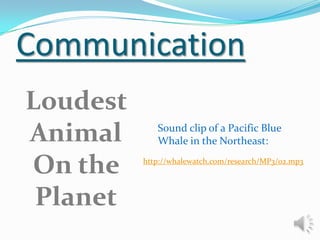 Communication
Loudest
Animal
On the
Planet

Sound clip of a Pacific Blue
Whale in the Northeast:
http://whalewatch.com/research/MP3/02.mp3

 