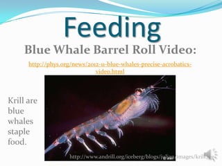 Feeding
Blue Whale Barrel Roll Video:
http://phys.org/news/2012-11-blue-whales-precise-acrobaticsvideo.html

Krill are
blue
whales
staple
food.
http://www.andrill.org/iceberg/blogs/julian/images/krill.jpg

 