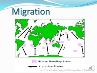 Migration

http://www.whales.org.au/discover/blue/blued.html

 