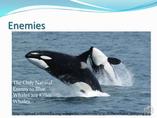 Enemies

The Only Natural
Enemy to Blue
Whales are Killer
Whales
http://upload.wikimedia.org/wikipedia/commons/3/37/Killerwhales_jumping.jpg

 