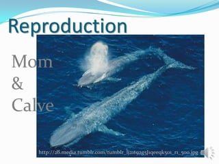 Reproduction
Mom
&
Calve
http://26.media.tumblr.com/tumblr_lj21t92g5J1qeeqk5o1_r1_500.jpg

 