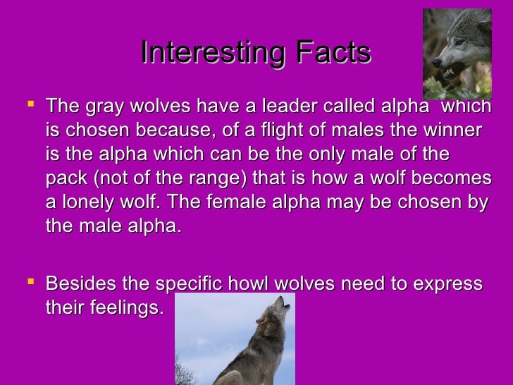 What are some interesting facts about gray wolves?