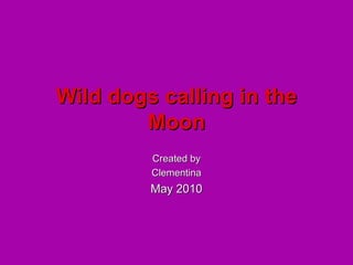 Wild dogs calling in the Moon Created by Clementina May 2010 