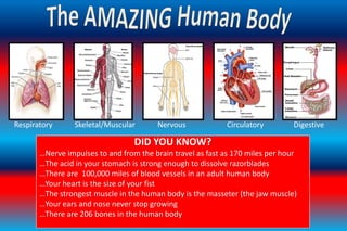 The Amazing Human Body 