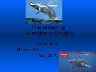 The amazing  Humpback Whales Created by  Thomaz 3V  May 2010 