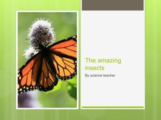 The amazing
insects
By science teacher
 