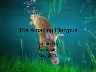 The Amazing Platypus Created by Fernando  May 2010 