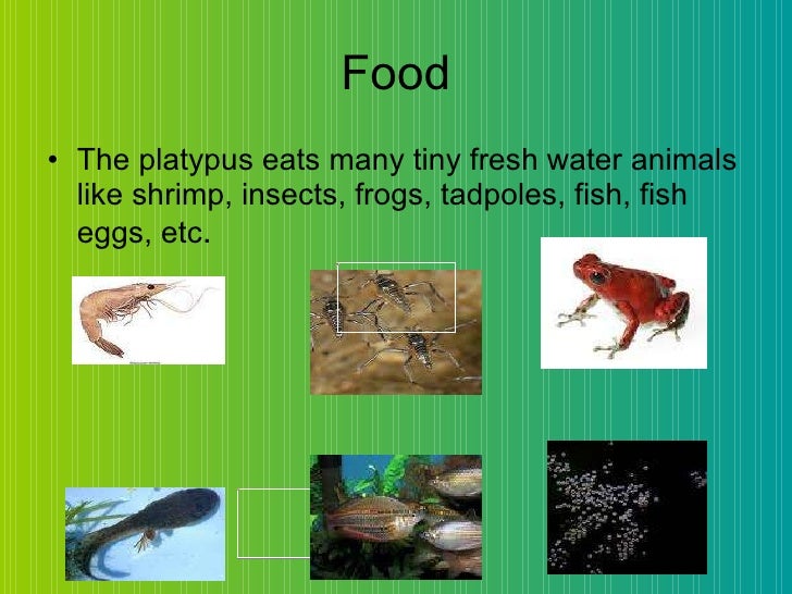 The amazing platypus Biology Diagrams