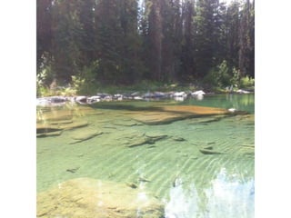 The amazing rocky mountains