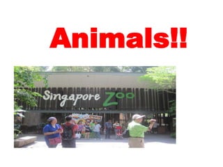 Animals!!