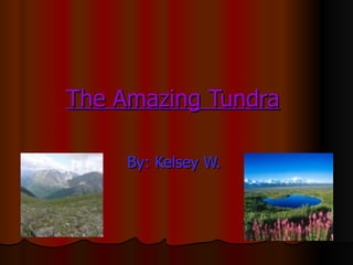 The Amazing Tundra   By: Kelsey W.   
