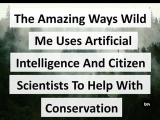 The Amazing Ways Wild
Me Uses Artificial
Intelligence And Citizen
Scientists To Help With
Conservation
 