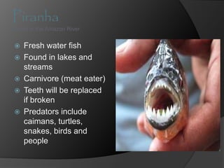 Piranha
Found in the Amazon River
 Fresh water fish
 Found in lakes and
streams
 Carnivore (meat eater)
 Teeth will be replaced
if broken
 Predators include
caimans, turtles,
snakes, birds and
people
 