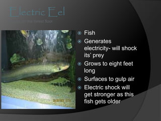Electric Eel
Found on the forest floor
 Fish
 Generates
electricity- will shock
its’ prey
 Grows to eight feet
long
 Surfaces to gulp air
 Electric shock will
get stronger as this
fish gets older
 