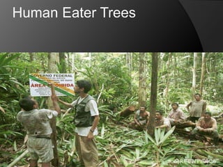 Human Eater Trees
 