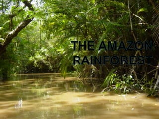 The Amazon Rainforest
