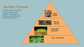 Number Pyramid
Fern: 25,600,000
Caterpillars:
2,560,000
Macaw:
256,000
Ocelot:
25,600
-Used to see the structure
of an ecosystem, the
number of organisms,
biomass, and productivity
at each trophic level.
 