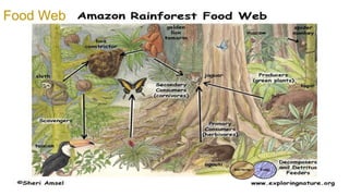 Food Web
 