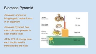 Biomass Pyramid
-Biomass: amount of
living/organic matter found
in an organism
-Biomass Pyramid: how
much biomass present in
each trophic level
-Only 10% of energy from
each trophic level is
transferred to the next
 