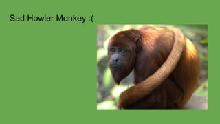 Sad Howler Monkey :(
 