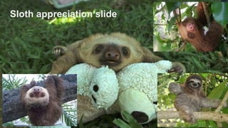Sloth appreciation slide
 