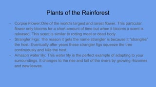 Plants of the Rainforest
- Corpse Flower:One of the world's largest and rarest flower. This particular
flower only blooms for a short amount of time but when it blooms a scent is
released. This scent is similar to rotting meat or dead body.
- Strangler Figs: The reason it gets the name strangler is because it “strangles”
the host. Eventually after years these strangler figs squeeze the tree
continuously and kills the host.
- Amazon water lily: This water lily is the perfect example of adapting to your
surroundings. It changes to the rise and fall of the rivers by growing rhizomes
and new leaves.
 