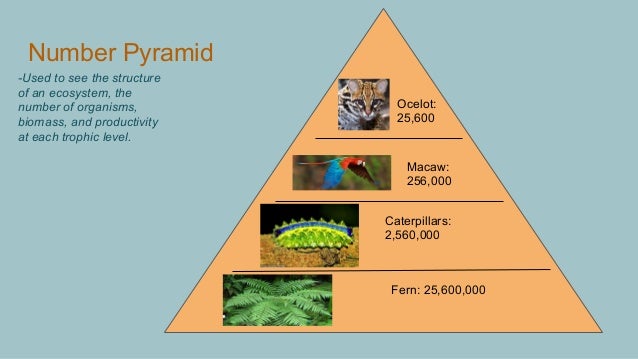 Tropical Rainforest Biomass Pyramid
