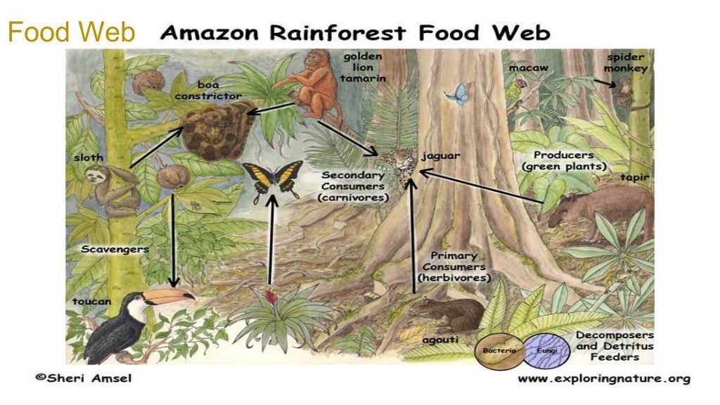 The amazon rainforest PERIOD 4
