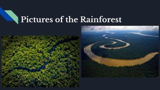 Pictures of the Rainforest
 