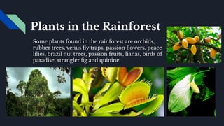 Plants in the Rainforest
Some plants found in the rainforest are orchids,
rubber trees, venus ﬂy traps, passion ﬂowers, peace
lilies, brazil nut trees, passion fruits, lianas, birds of
paradise, strangler ﬁg and quinine.
 