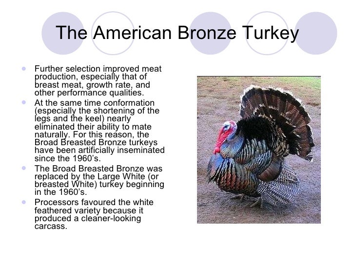 The American Bronze Turkey