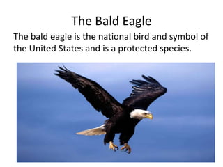 The Bald Eagle
The bald eagle is the national bird and symbol of
the United States and is a protected species.

 