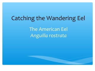 The american eel | PPT